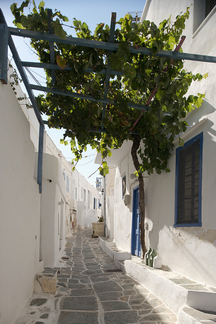 A Narrow Stone Alley Covered By Grape Vines And Whitewashed Houses; Kastro, Sifnos, Cyclades, Greek Islands, Greece