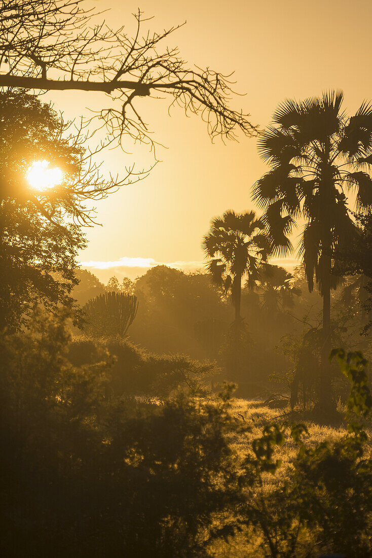 Looking Through The Bush At Sunrise, Liwonde National Park; Malawi