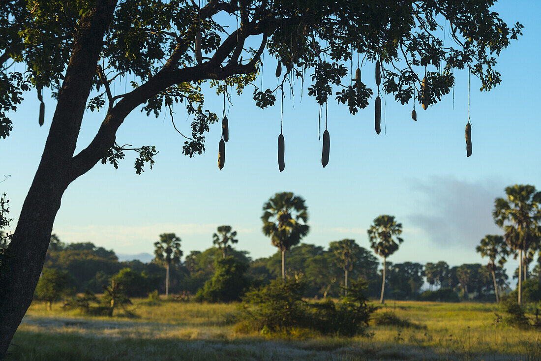 Silhouette Of A Sausage Tree Early In The Morning, Liwonde National Park; Malawi
