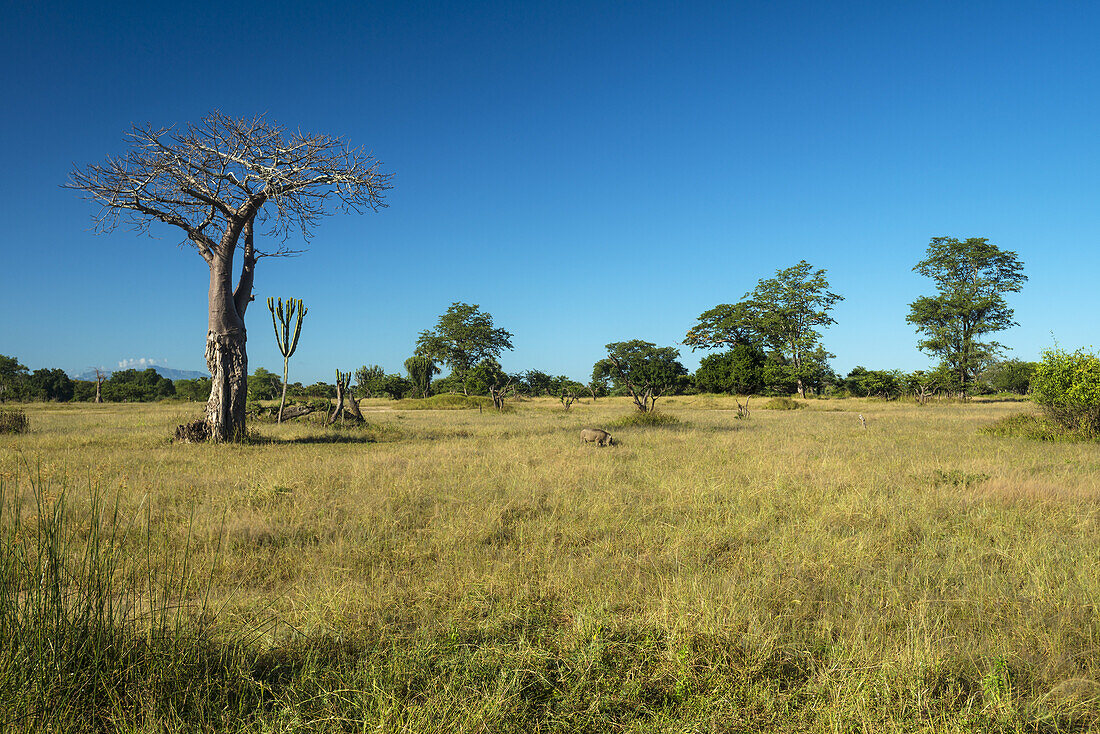 Warthog (Phacochoerus Africanus) Grazing Near Small Baobab Tree, Liwonde National Park; Malawi