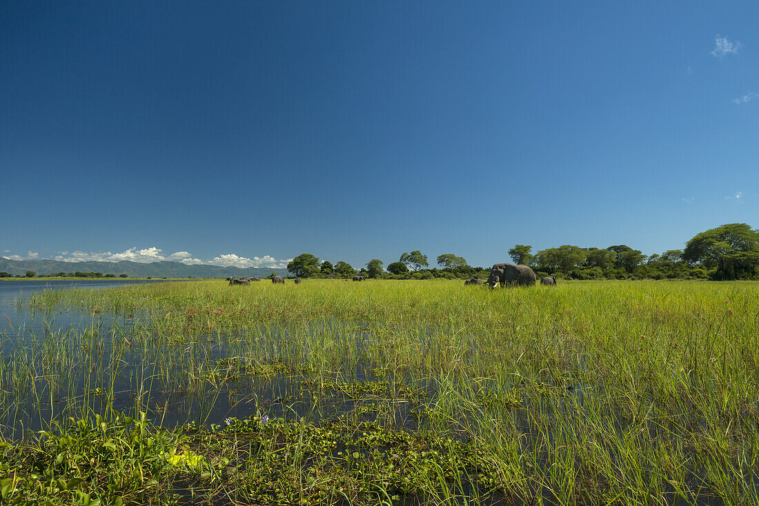 Elefantenherde beim Grasen am Rande des Shire-Flusses im Liwonde-Nationalpark; Malawi