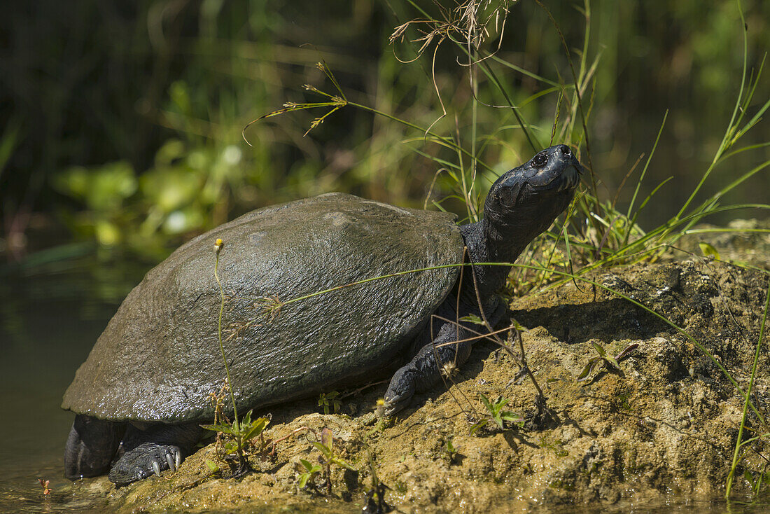 Schildkröte sonnt sich auf der Schlammbank im Shire River, Liwonde National Park; Malawi