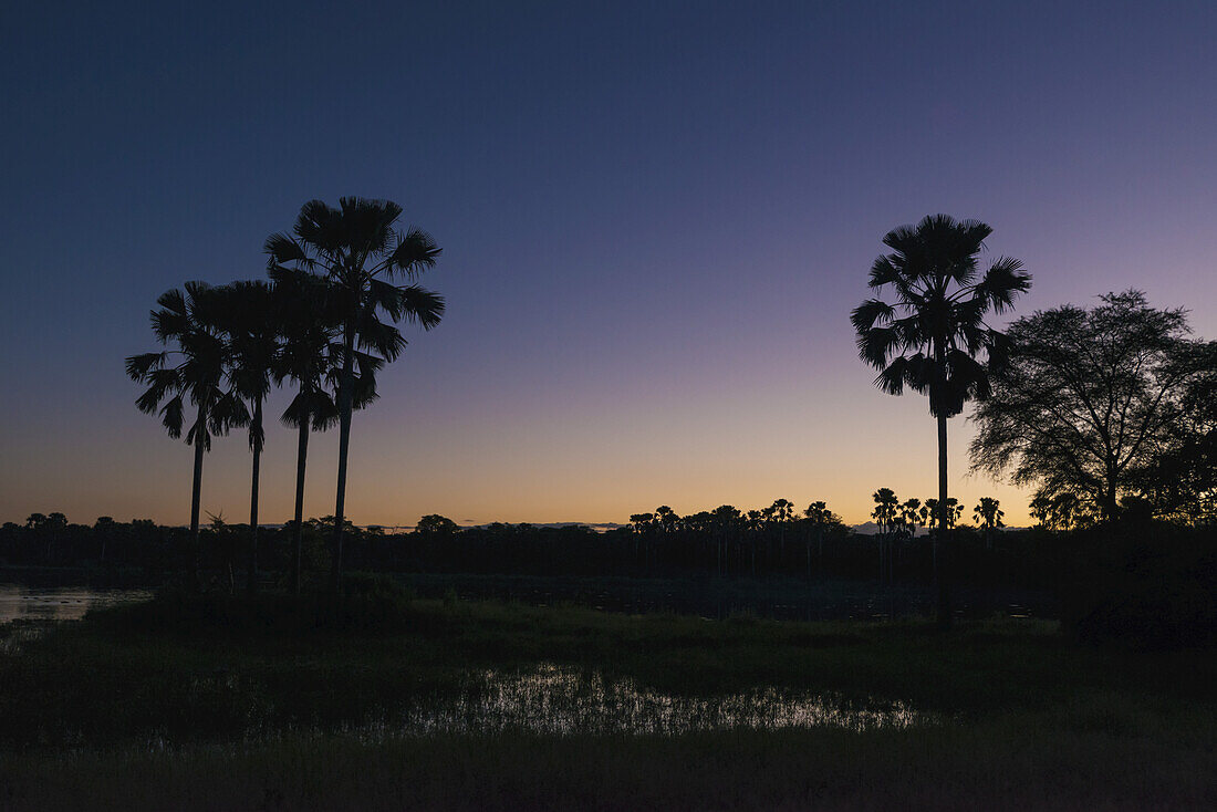 Silhouette von Palmen in der Abenddämmerung, Liwonde National Park; Malawi