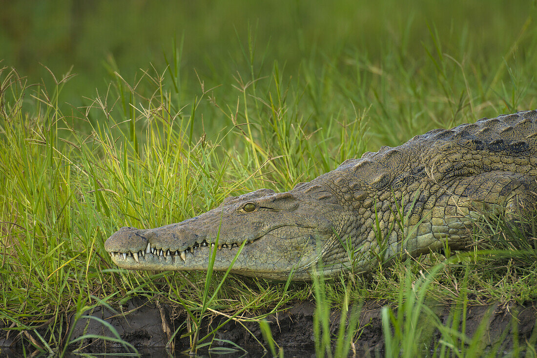 Crocodile On The Banks Of The Shire River, Liwonde National Park; Malawi