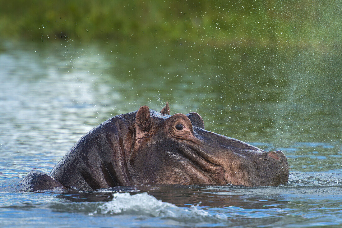 Nilpferd, das im Shire-Fluss Wasser schnaubt, Liwonde-Nationalpark; Malawi