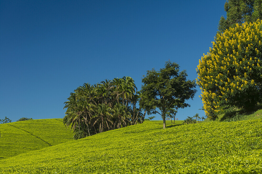 Felder von Teesträuchern mit Palmen und einer Winterkassie (gelb blühender Baum), Satemwa Tea Estate; Thyolo, Malawi