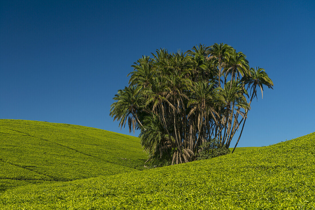 Collection Of Palm Trees Amongst Hills Covered In Tea Bushes, Satemwa Tea Estate; Thyolo, Malawi