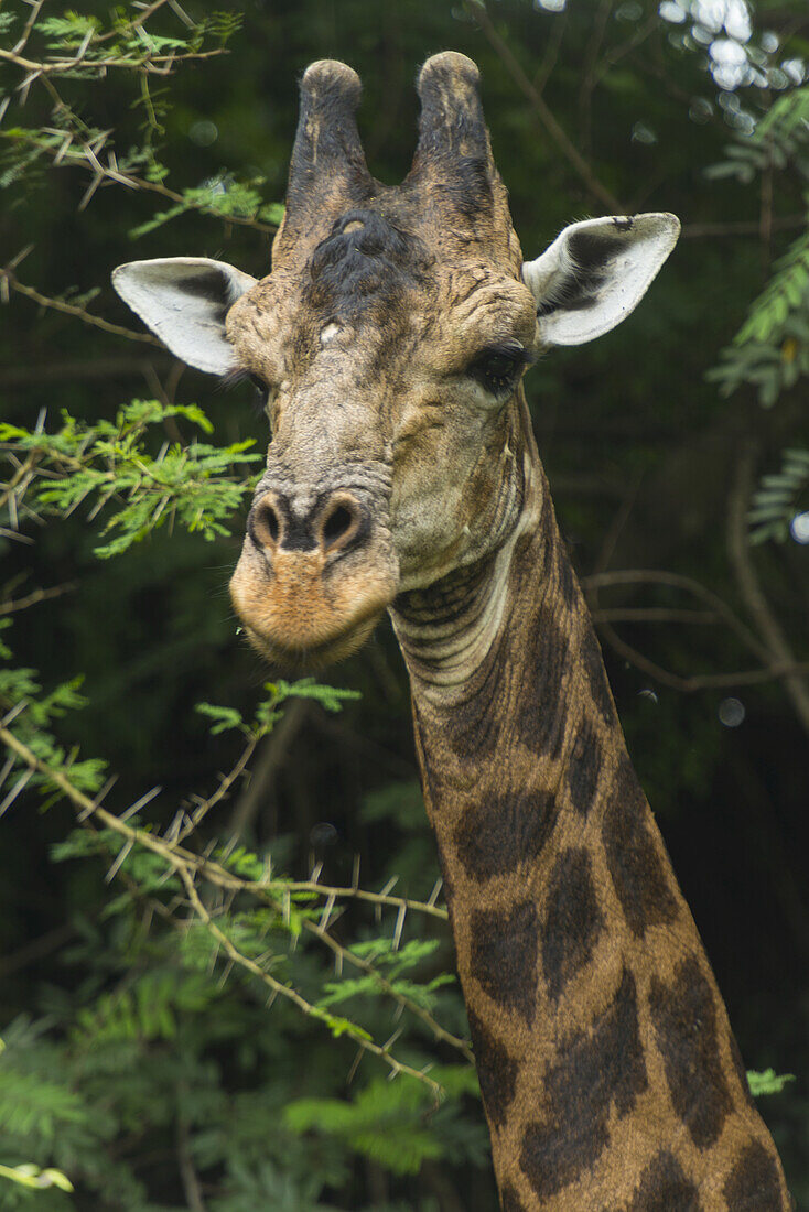 Alte Giraffe im Nyala Wildlife Park, in der Nähe von Chikwawa; Malawi