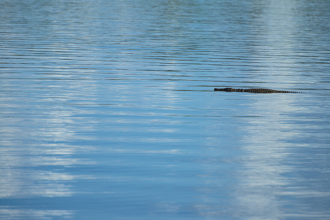 Krokodil schwimmt sanft über den Shire River, Liwonde National Park; Malawi