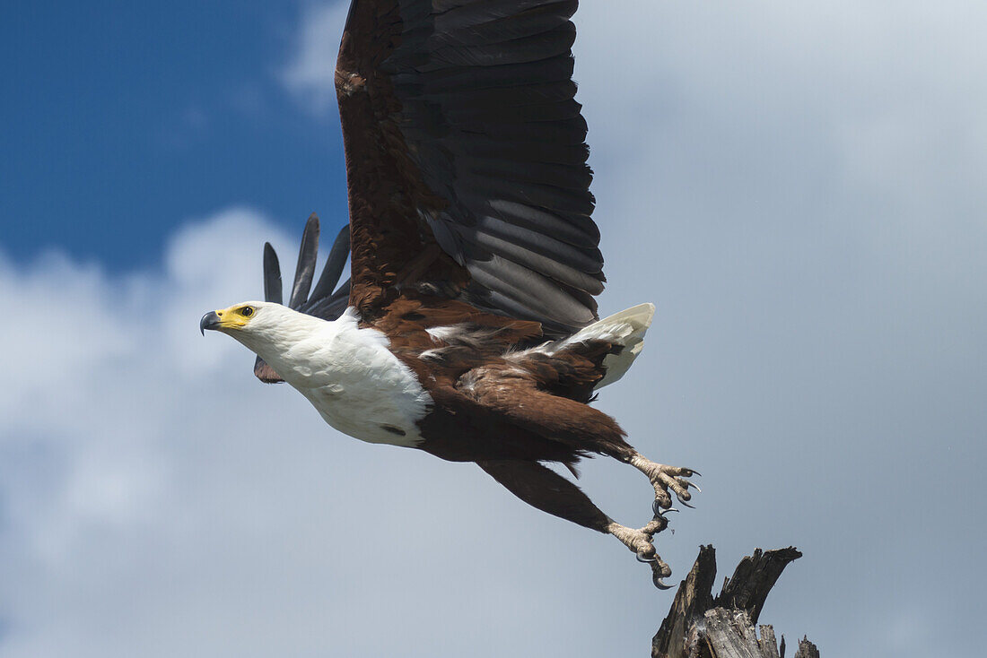 Afrikanischer Fischadler (Haliaeetus Vocifer) im Flug von einem Baumstumpf, Liwonde National Park; Malawi