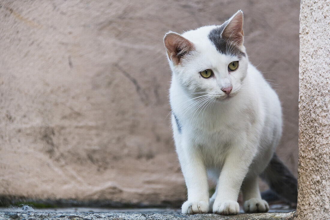 Eine weiße Katze steht auf einem Felsvorsprung; Paphos, Zypern