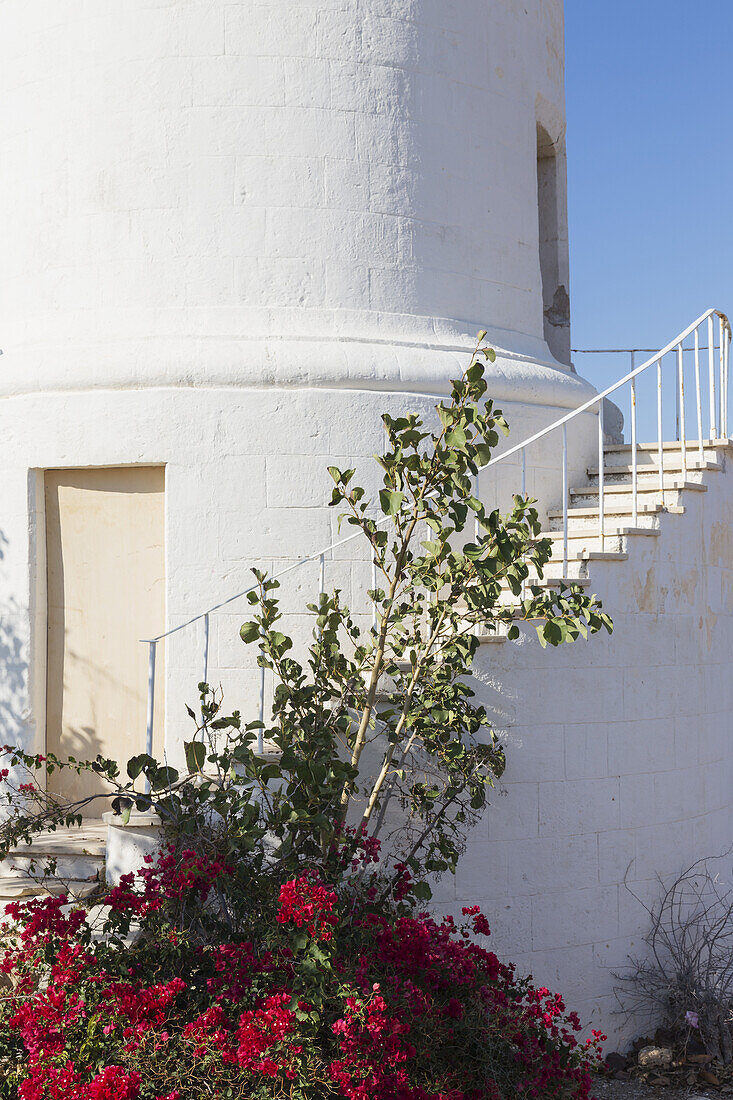 Blühende Pflanze am Fuß der Treppe, die zum weißen Leuchtturm führt; Paphos, Zypern