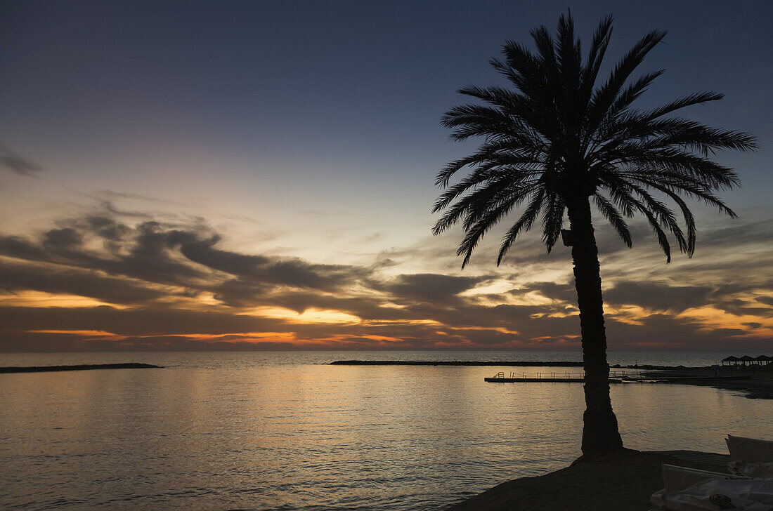 Silhouette Of A Palm Tree At The Water's Edge At Sunset; Paphos, Cyprus