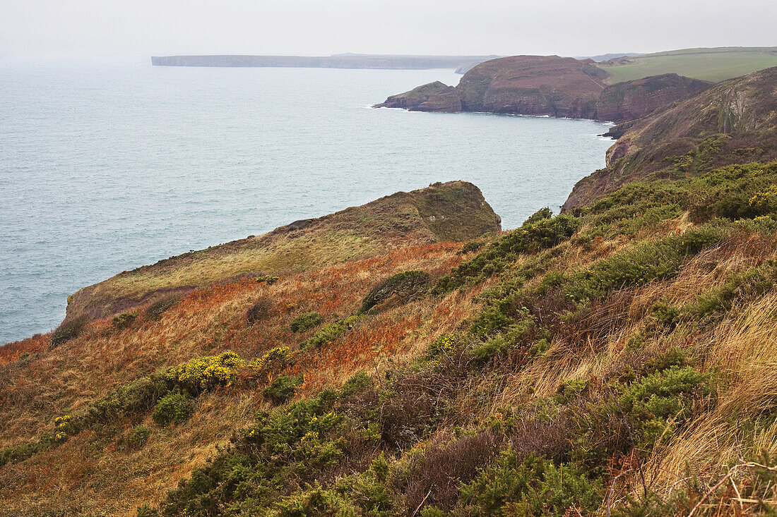 Der Küstenweg von Pembrokeshire zwischen Freshwater East und Stackpole Quay; Wales