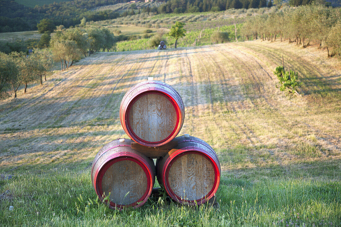 Chianti Wine Barrels; Tuscany, Italy