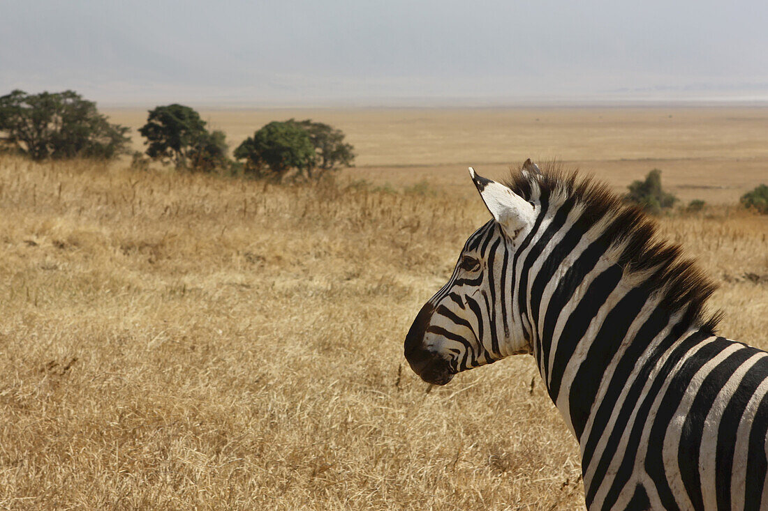 Zebra, Ngorongoro-Krater; Arusha, Tansania