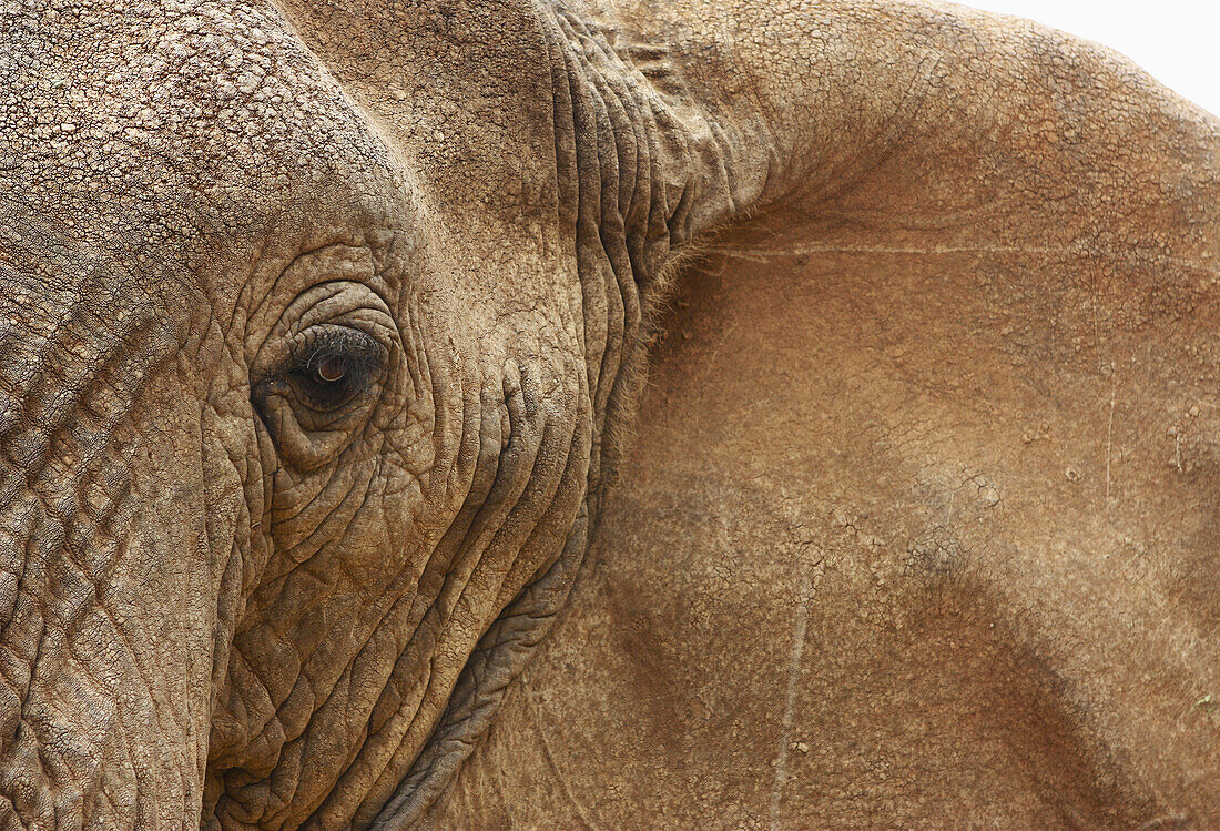 Nahaufnahme eines afrikanischen Elefanten und seiner Haut; Nairobi, Kenia