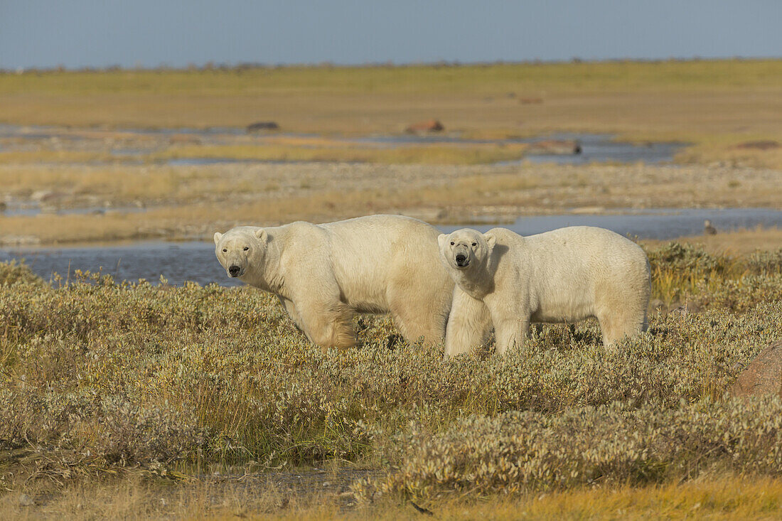 A Couple Polars Hang Out In The Grass On The South Coast Of Hudson Bay, Near Gillam; Manitoba, Canada
