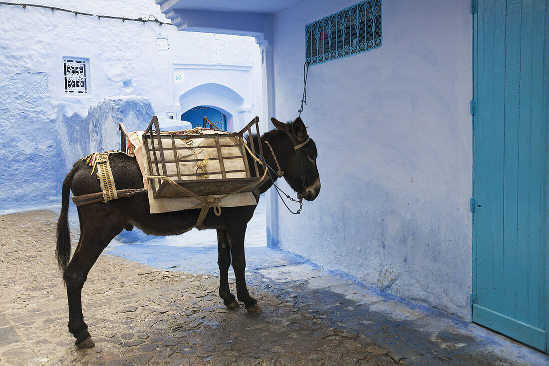 Maultier, das geduldig auf der Straße wartet; Chefchaouen, Marokko