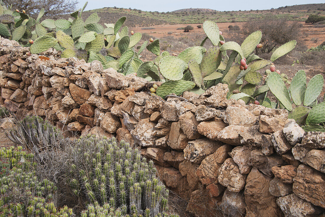 Prickly Pear Growing Alongside Stone Wall In Countryside Morocco; Tiznit, Morocco