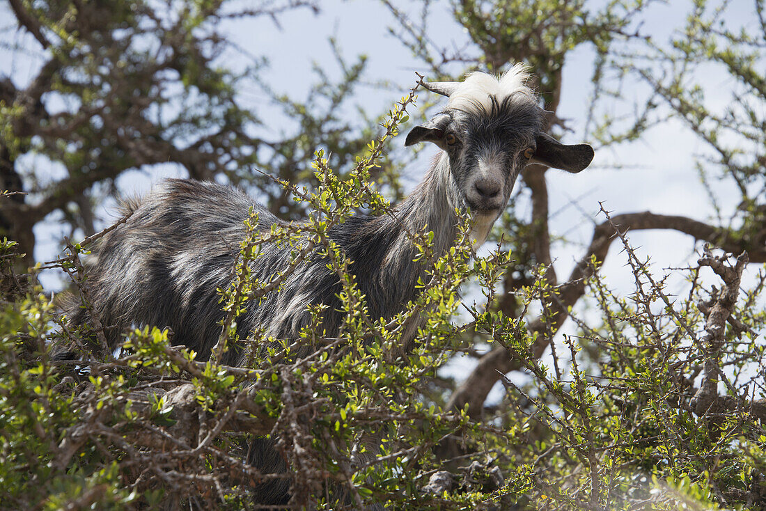 Goat Perched In Argan Tree Ready For A Feast Of Fruit And Leaves; Agadir-Ida Ou Tanane, Morocco