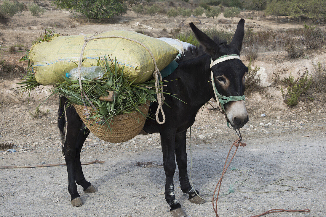 Esel, der die Tagesernte an Palmblättern trägt; Taza, Marokko
