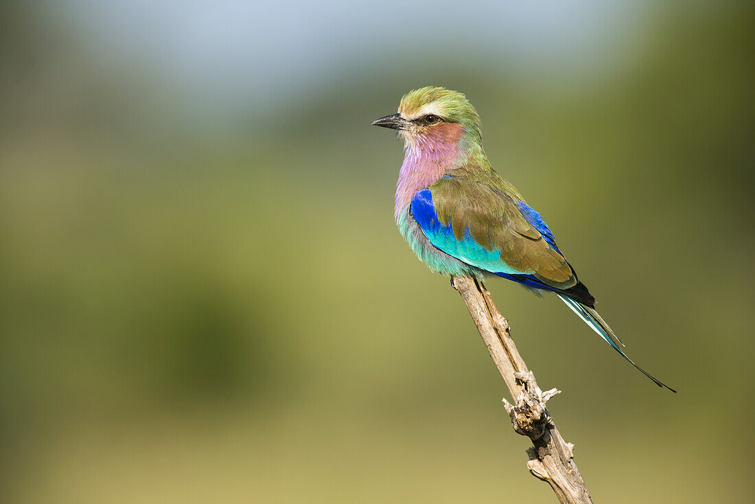 Lilac-Breasted Roller Perched On Stick In Tarangire National Park; Tanzania