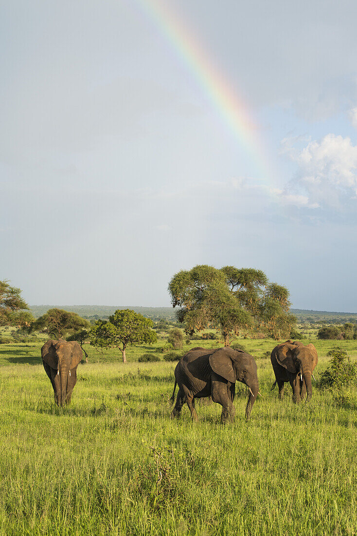 Drei Elefanten in der afrikanischen Savanne mit einem Regenbogen im Hintergrund, Tarangire-Nationalpark; Tansania