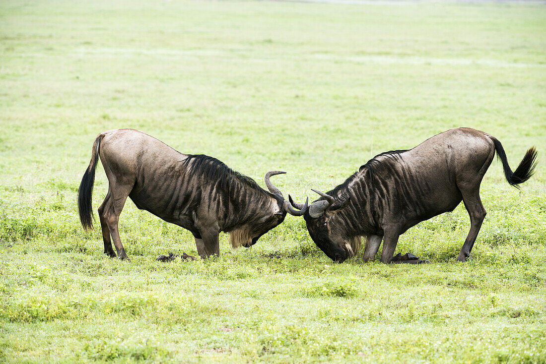Zwei Gnus beim Sparring auf dem Boden des Ngorongoro-Kraters; Tansania