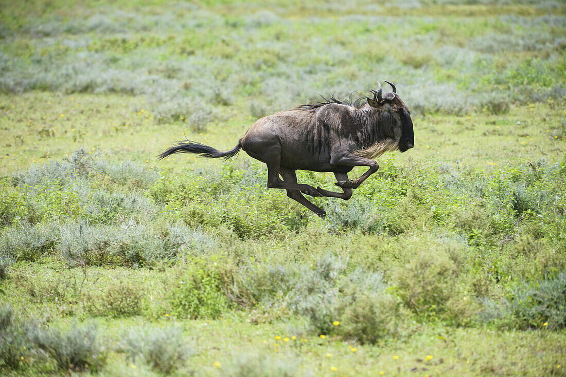 Gnu hat alle vier Füße vom Boden, während es durch die afrikanische Savanne in der Nähe von Ndutu im Ngorongoro-Krater-Schutzgebiet galoppiert; Tansania