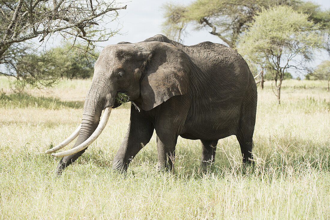 Großes Elefantenweibchen im Tarangire-Nationalpark; Tansania