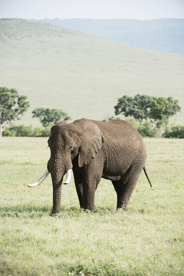 Großer Elefantenbulle im Ngorongoro-Krater; Tansania