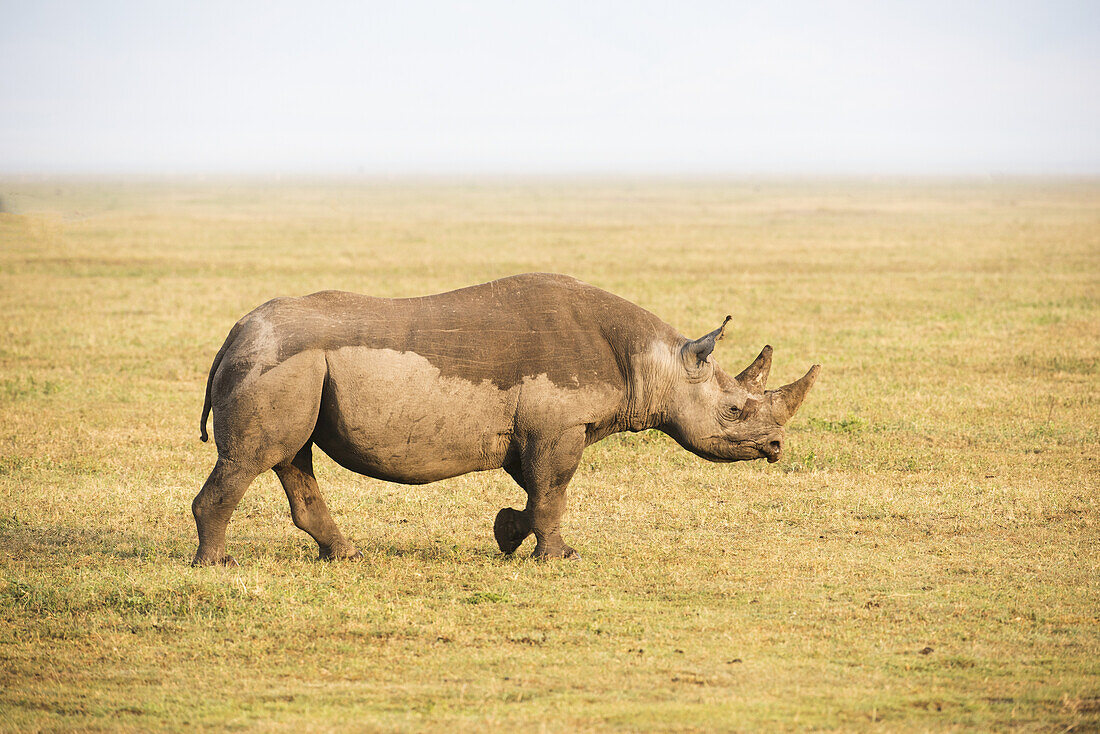 Spitzmaulnashorn zu Fuß im Ngorongoro-Krater; Tansania