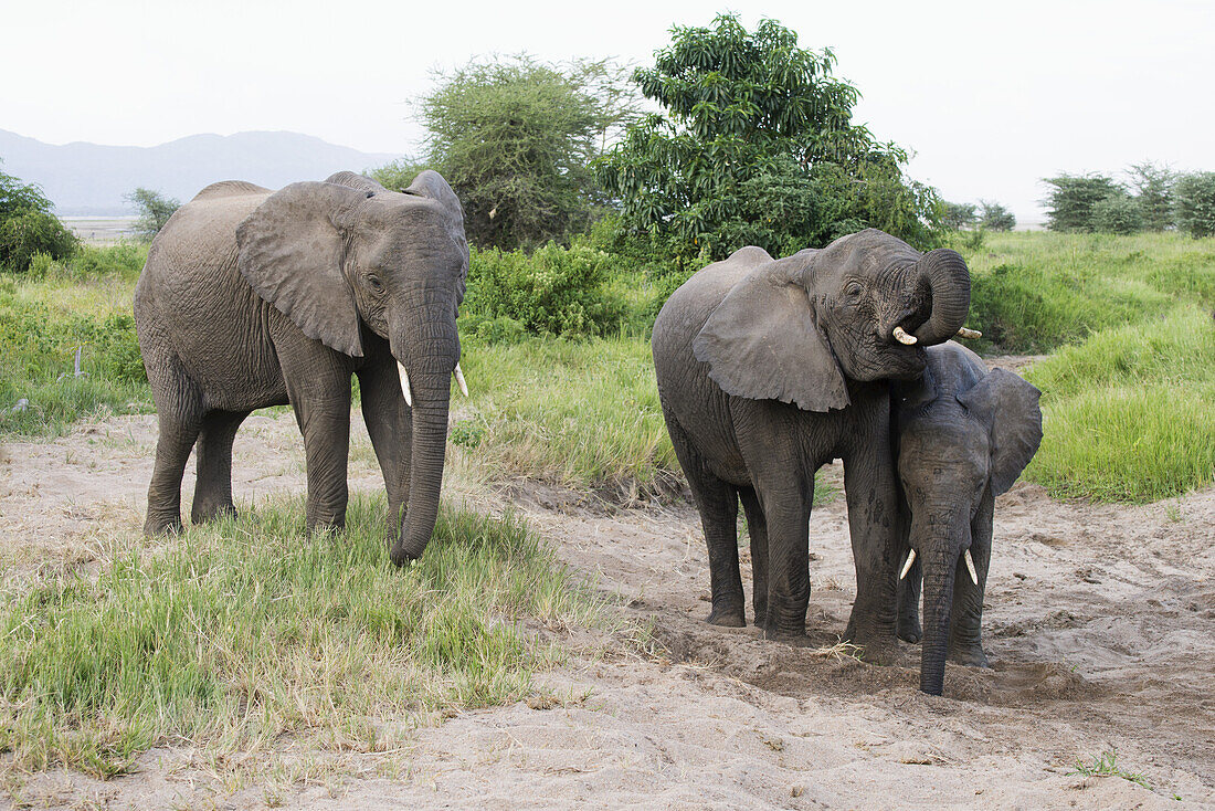 Elefanten holen Wasser aus einem von ihnen gegrabenen Sandloch im Lake Manyara National Park; Tansania