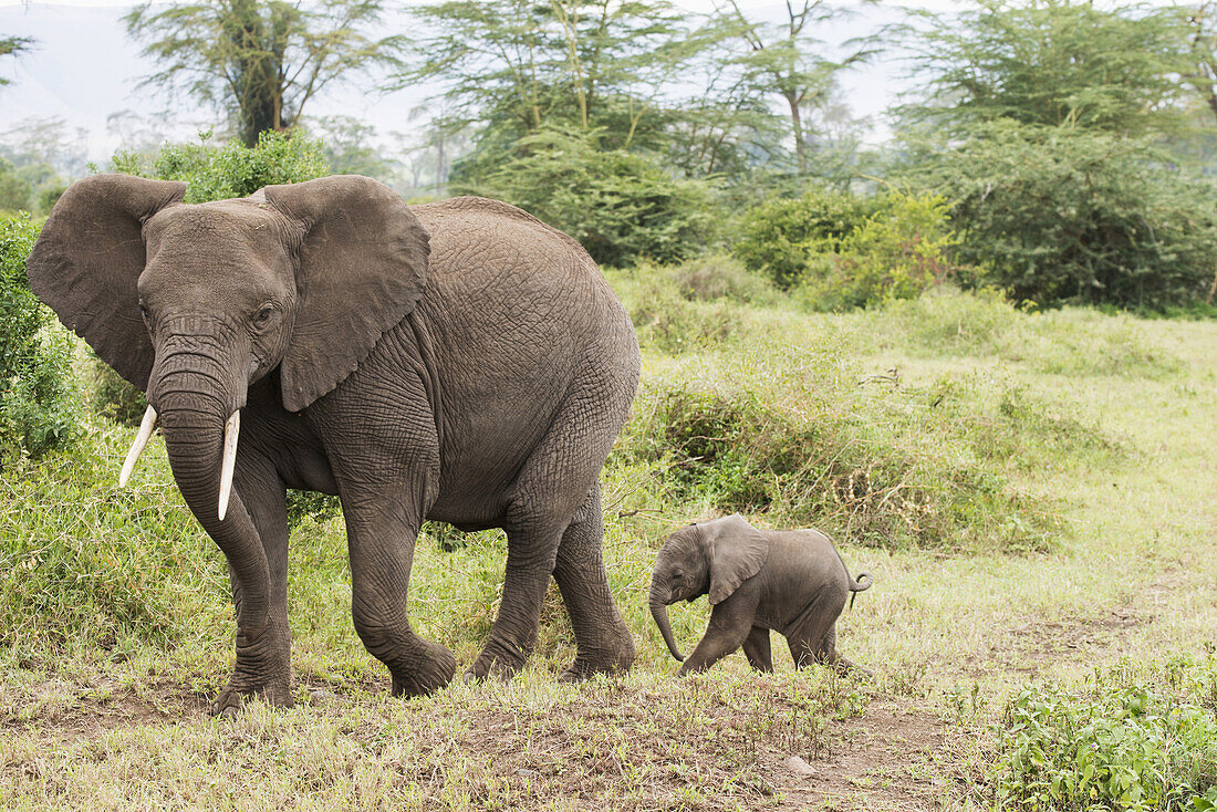 Weiblicher Elefant, gefolgt von einem winzigen Kalb im Ngorongoro-Krater; Tansania