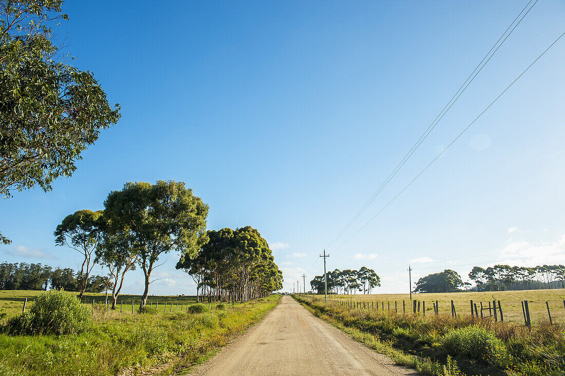 A Dirt Road In The Countryside; Laguna De Rocha, Uruguay