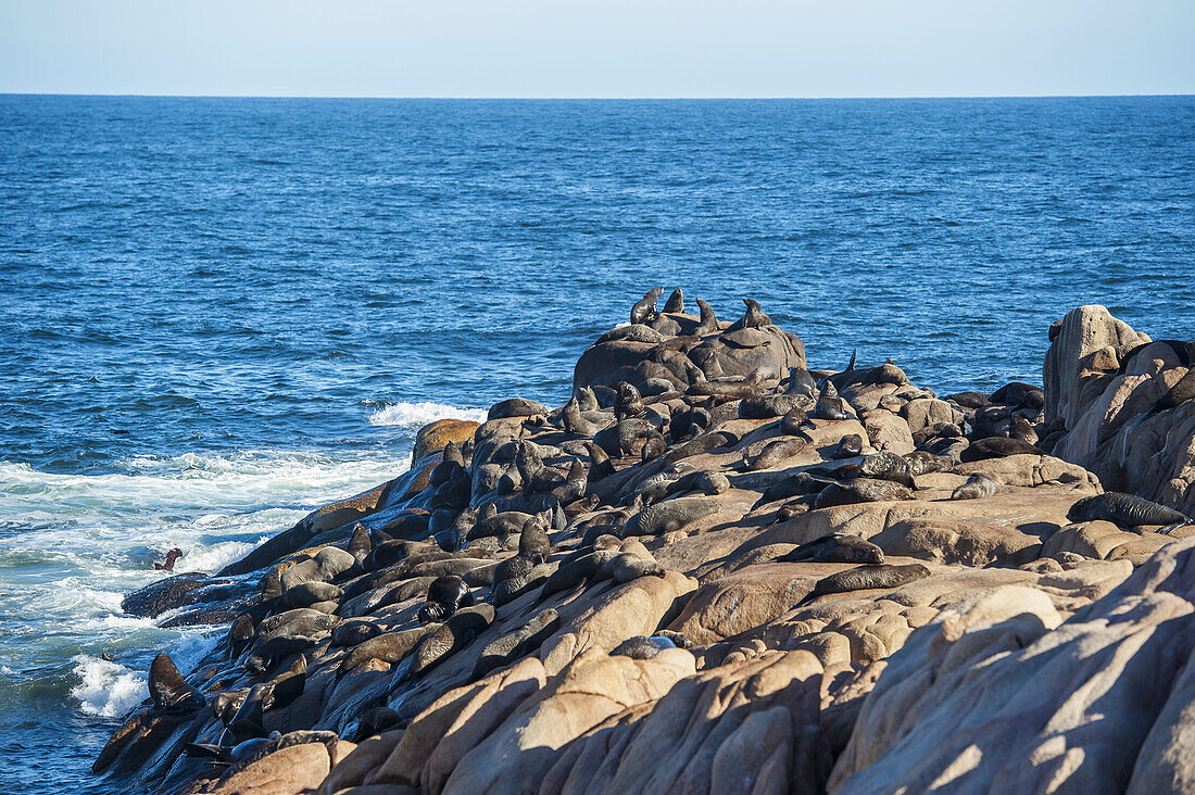 Seelöwen, die sich auf einem Felsen in der Sonne aalen; Cabo Polonio, Uruguay