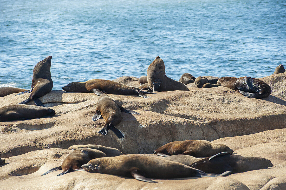 Sea Lions Basking In The Sun On A Rock; Cabo Polonio, Uruguay