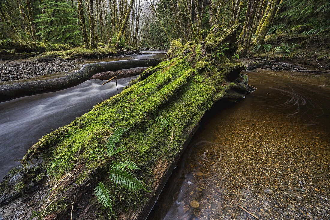 Der Haans Creek fließt durch den grünen Regenwald bei Sandspit auf Haida Gwaii; British Columbia, Kanada