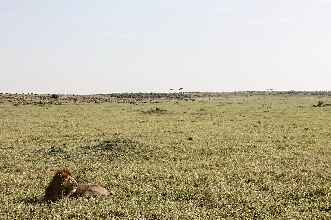 Male Lion On Savannah, Maasai Mara National Reserve; Kenya