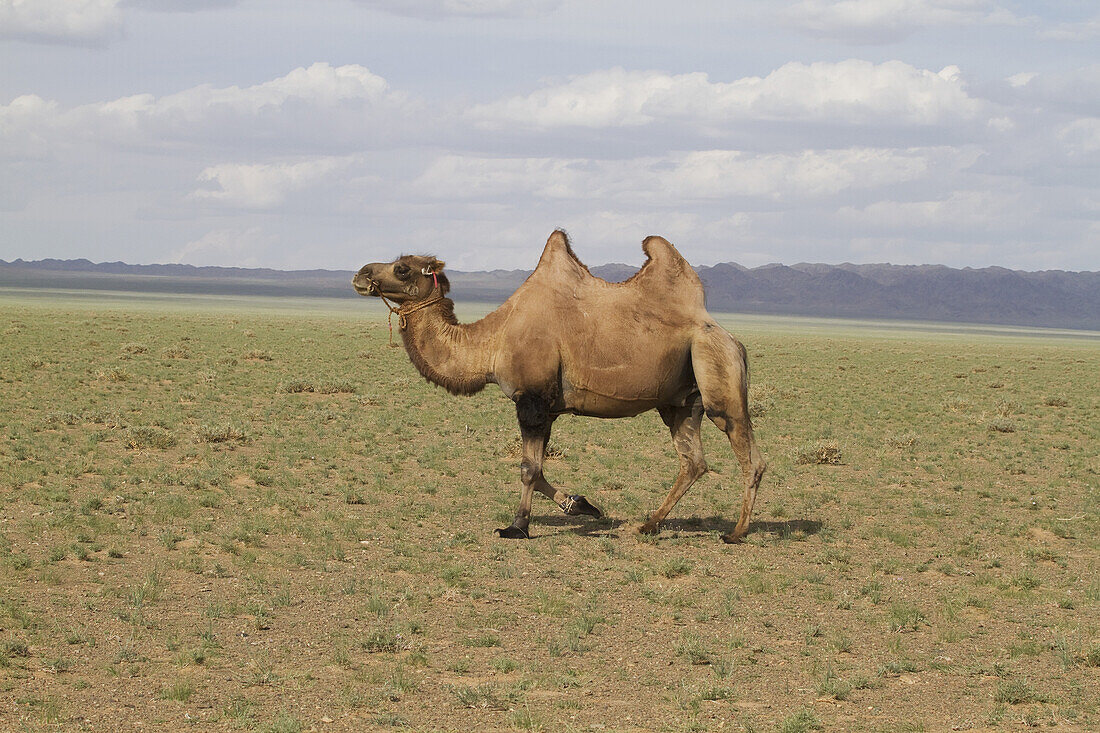 Trampeltier (Camelus Bactrianus), Gobi Gurvansaikhan National Park, Ã-mnÃ¶govi Provinz, Mongolei