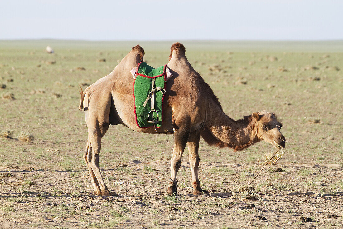 Trampeltier (Camelus Bactrianus), Gobi Gurvansaikhan National Park, Ã-mnÃ¶govi Provinz, Mongolei