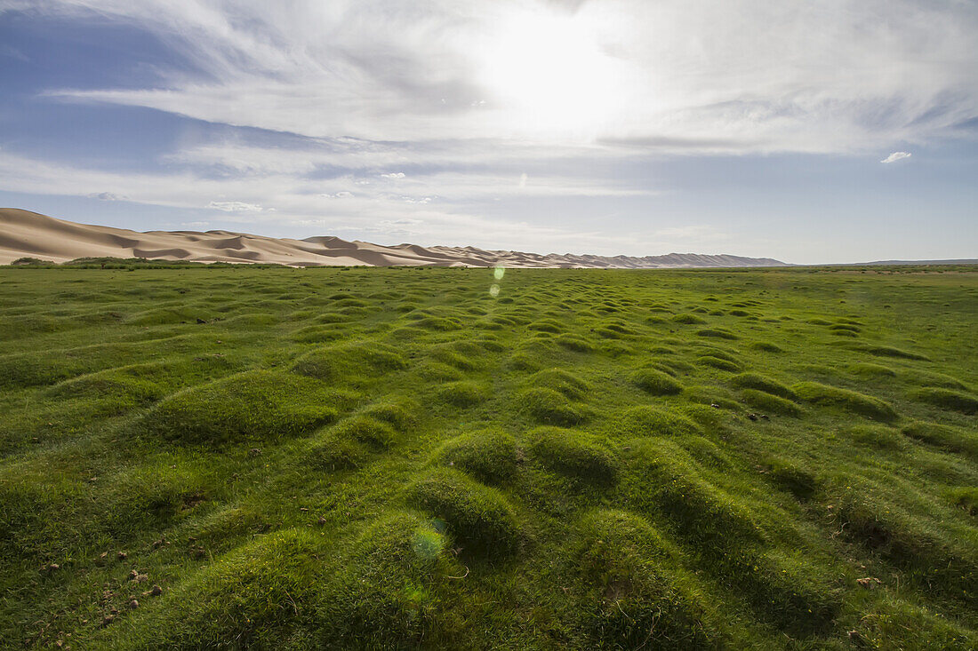 Oase Seruun Bulag bei den SanddÃ?nen von Khongoryn Els, Nationalpark Gobi Gurvansaikhan, Provinz Ã-mnÃ¶govi, Mongolei