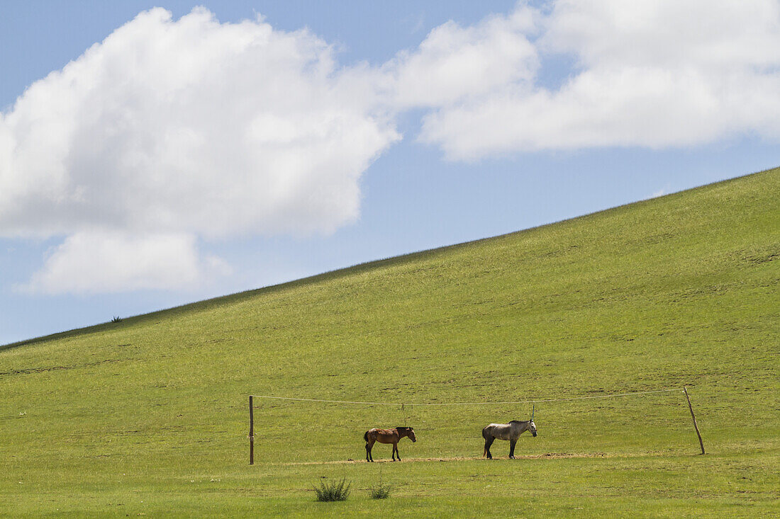 Pferde, Kharkhorin (Karakorum), Provinz Ã-vÃ¶rkhangai, Mongolei