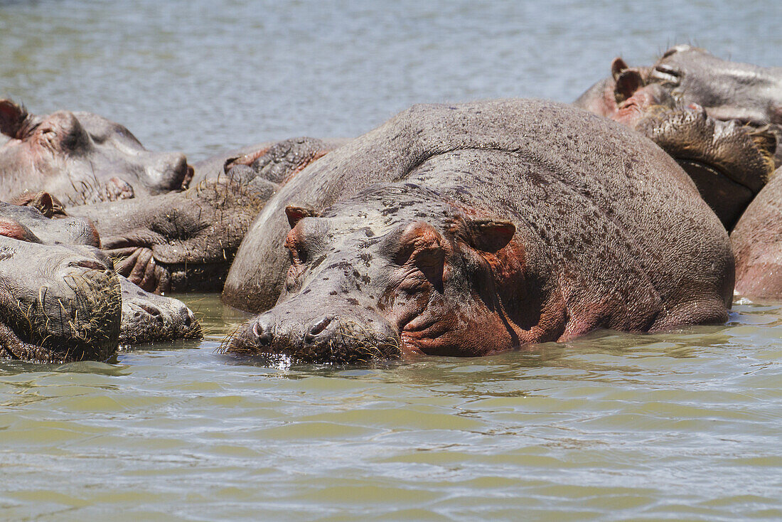Hippopotamuses (Hippopotamus Amphibius) In Lake Naivasha, Lake Naivasha National Park; Kenya