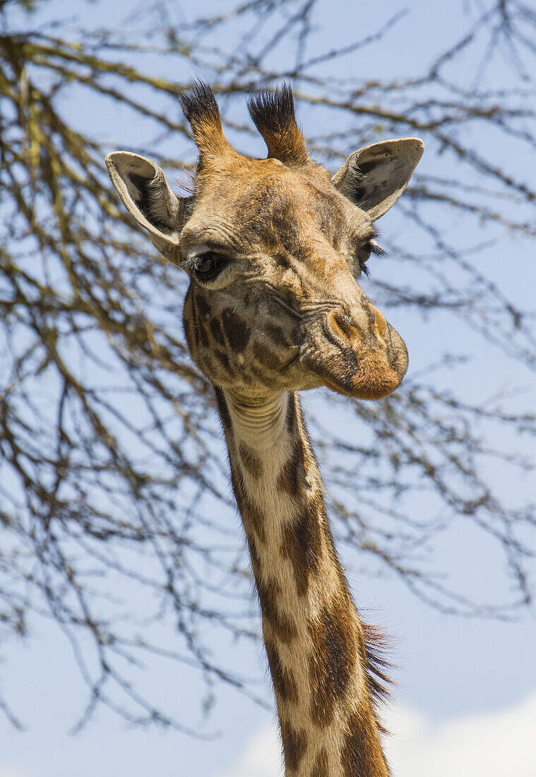 Massai-Giraffe (Giraffa Camelopardalis Tippelskirchi), Naivasha-See-Nationalpark; Kenia