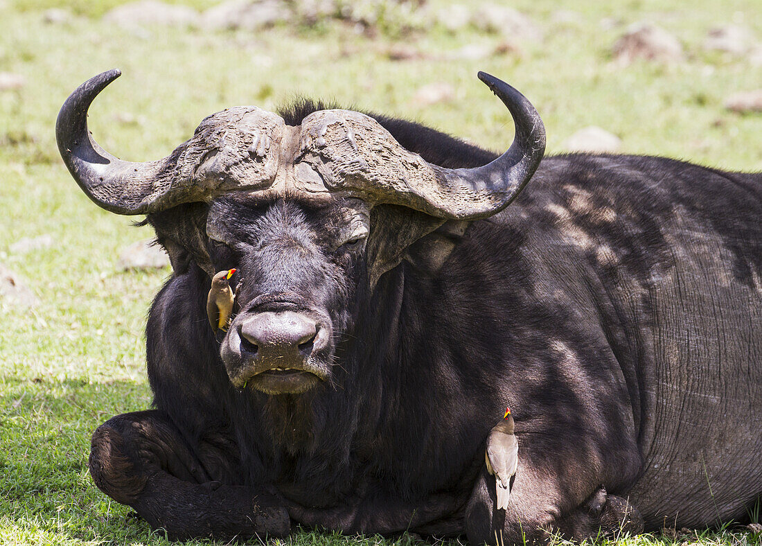 Afrikanischer Büffel (Syncerus Caffer), Mara North Conservancy; Kenia