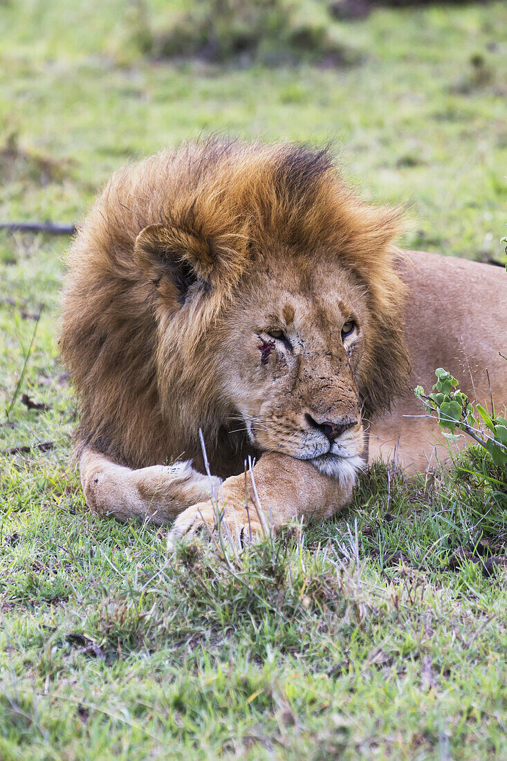 Männlicher Ostafrikanischer Löwe (Panthera Leo Nubica), der im Gras liegt, Mara Naboisho Conservancy; Kenia