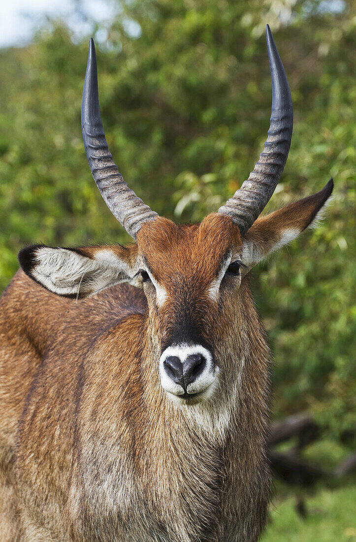 Waterbuck (Kobus Ellipsiprymnus), Mara Naboisho Conservancy; Kenya