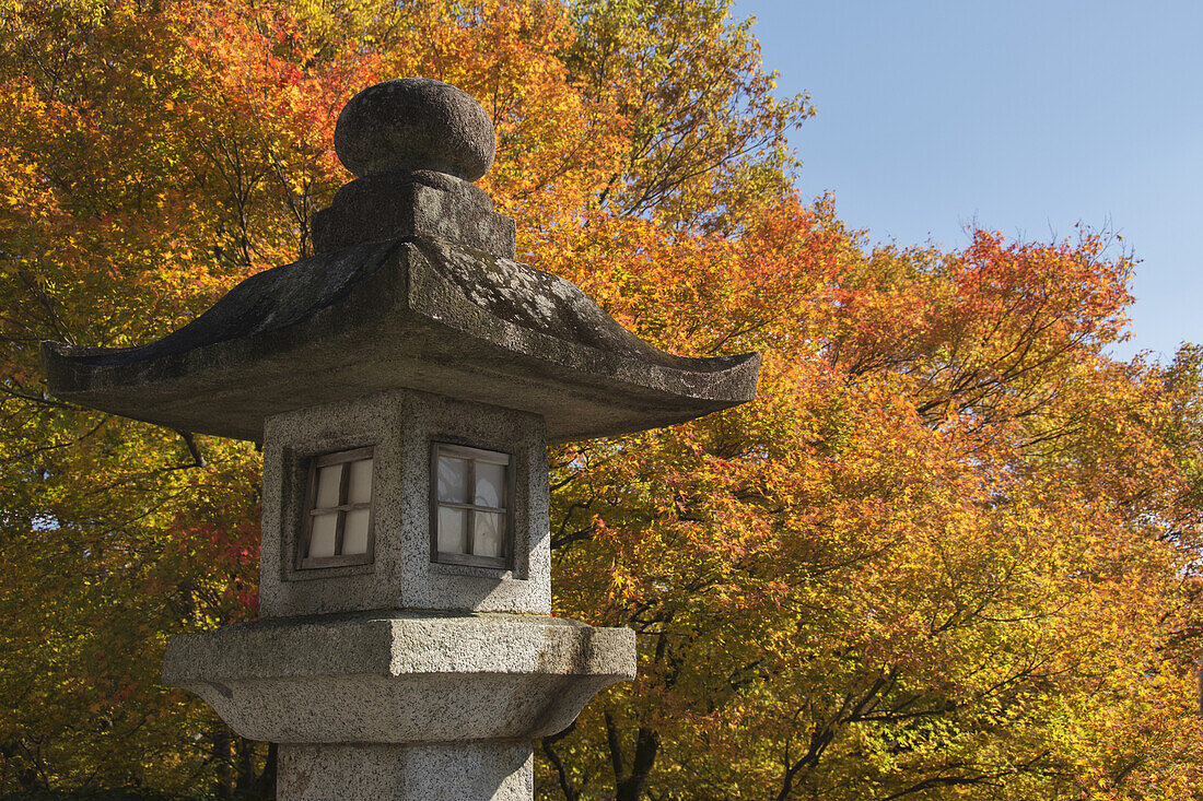 Japanische Schrein-Steinlaterne vor einem Ahornbaum in Herbstfarben; Kurama, Kyoto, Japan